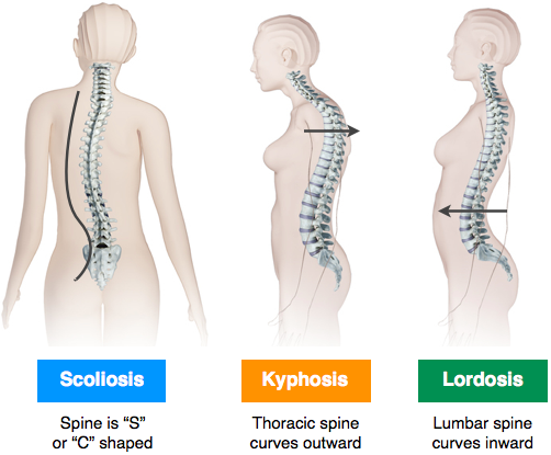 Musculoskeletal Examination 